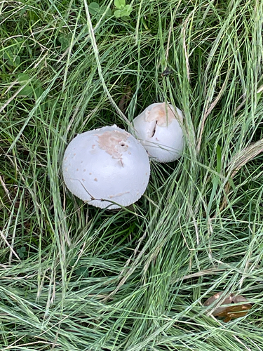 Green-Spored Parasol (Chlorophyllum molybdites) — green spore print: primary diagnostic marker; large white scaly cap in lawn with greenish gills