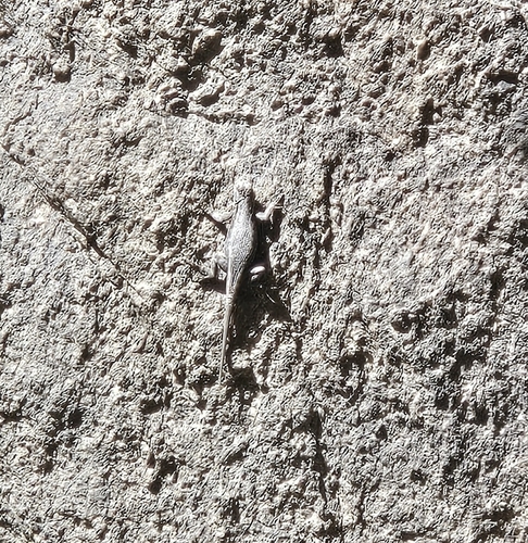 iNaturalist observation photo of Western Fence Lizard