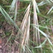 Great Brome - Photo (c) cchaney, all rights reserved
