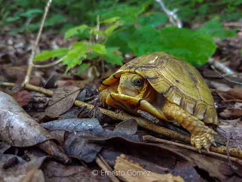 Yucatán Box Turtle