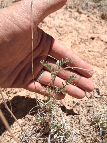 small-flowered milkvetch