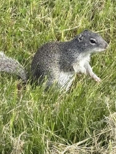 Franklin's Ground Squirrel