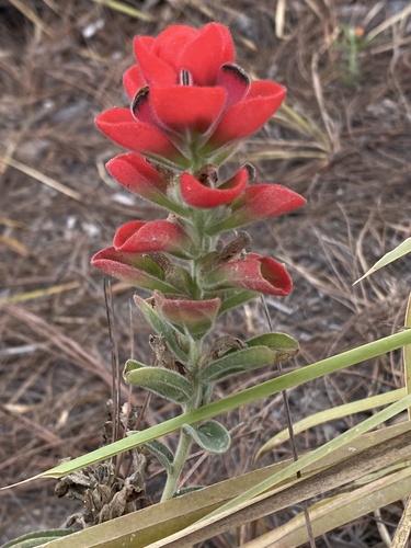 Nerved Paintbrush