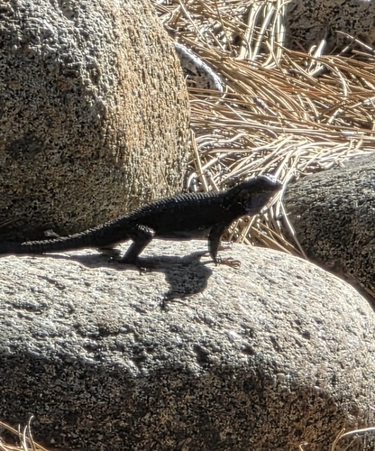 iNaturalist observation photo of Spiny Lizards