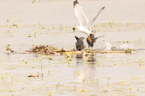 Yellow-legged Gull