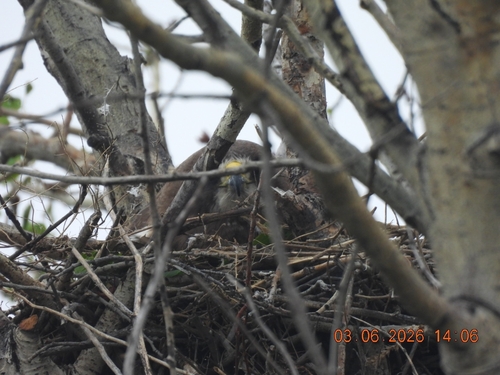Swainson's Hawk