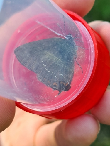 Ilex Hairstreak