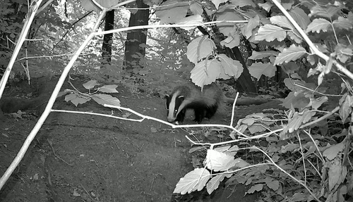 European Badger