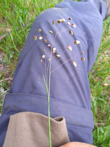 Quaking-grass