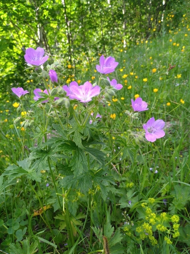wood crane's-bill