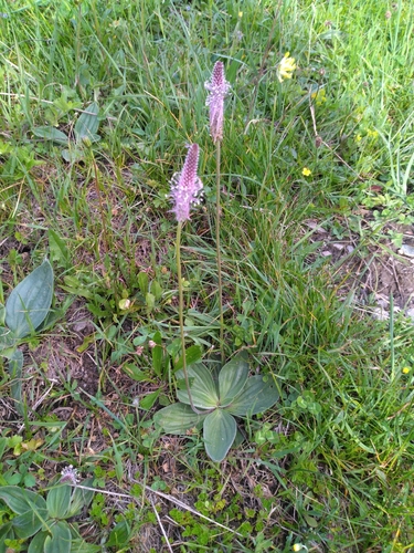 Hoary Plantain