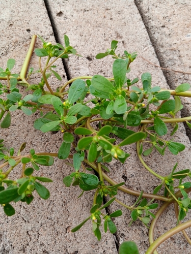 Common Purslane
