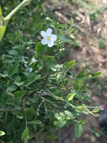 Tiny White Wild Hibiscus