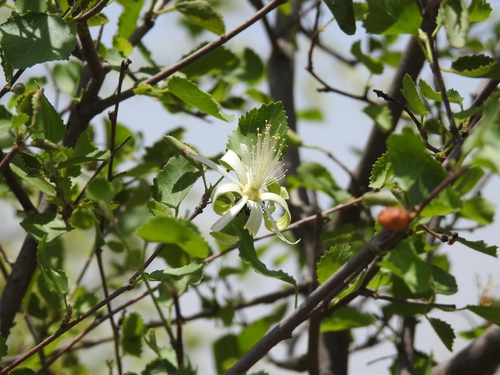 Small-leaf White Raisin