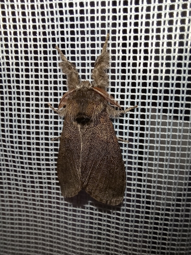Pale Tussock Moth