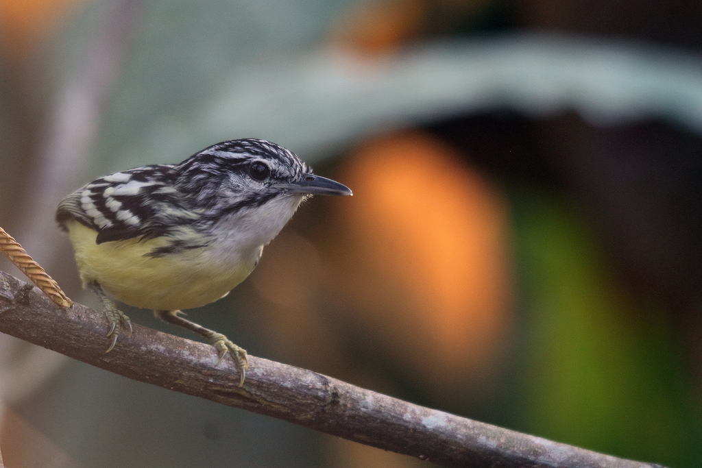 Pygmy Antwren photo