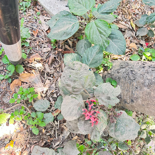 Hill glorybower