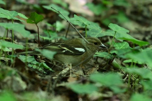 Common Chaffinch