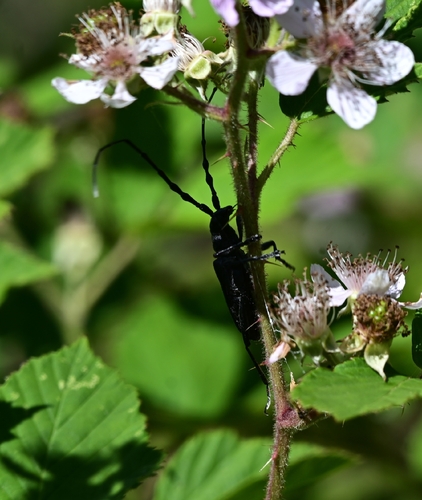 Capricorn beetle