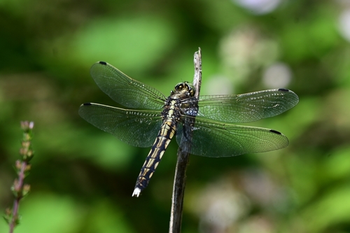 White-tailed Skimmer