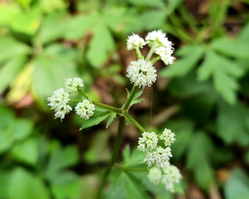 wood sanicle