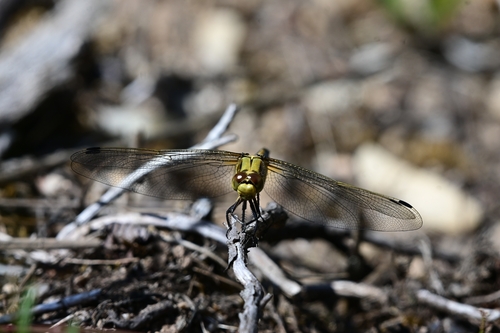 Black-tailed Skimmer