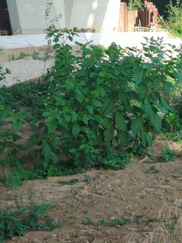 American pokeweed