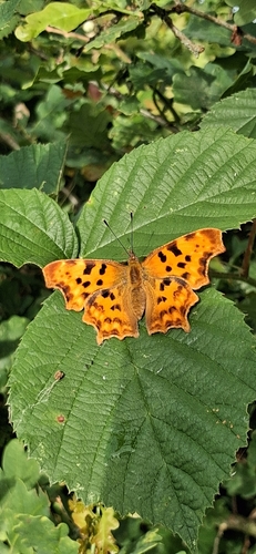 European Comma
