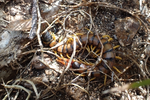 Mediterranean Banded Centipede