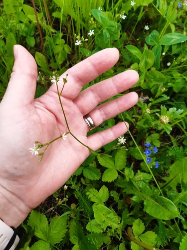 lesser stitchwort