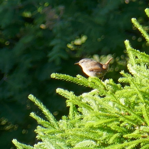 Eurasian Wren