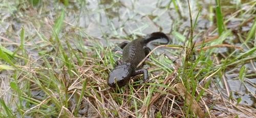 Alpine Newt