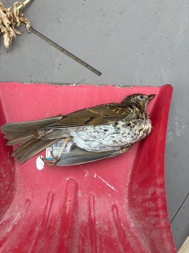Song Thrush