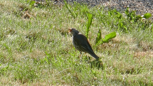 Mistle Thrush