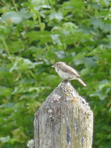 Common Chiffchaff