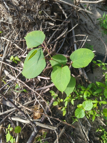 Japanese knotweed