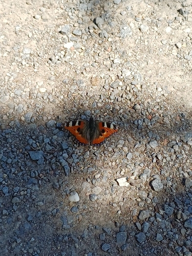 Small Tortoiseshell