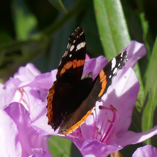 Red Admiral