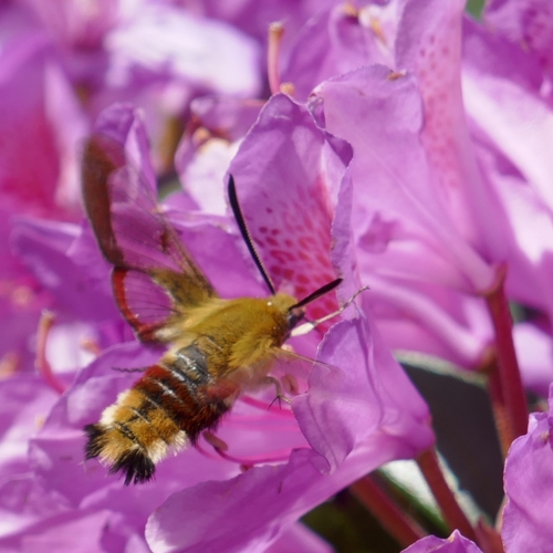 Broad-bordered Bee Hawkmoth