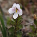 Thick Eyebright - Photo (c) Brian Catto, all rights reserved, uploaded by Brian Catto