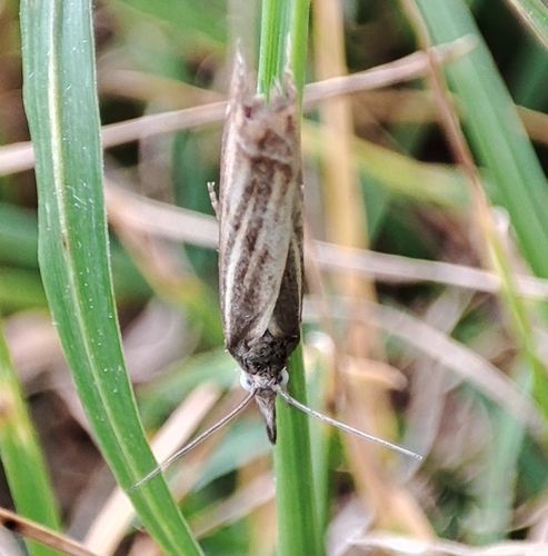 Garden Grass-veneer