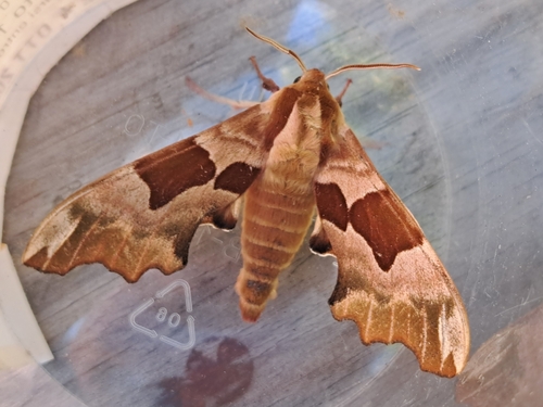 Lime Hawkmoth