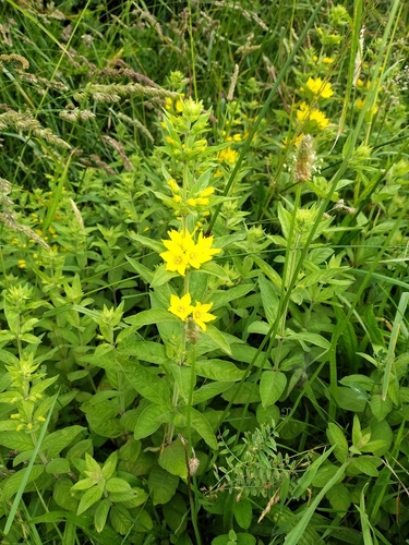 Dotted Loosestrife