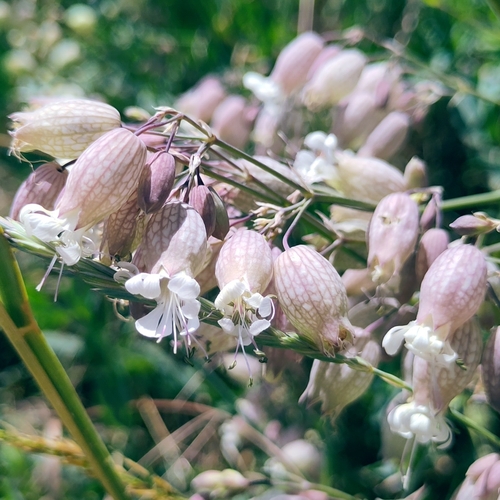 bladder campion