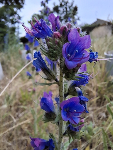 viper's-bugloss