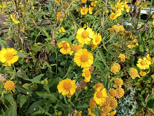 cowpen daisy