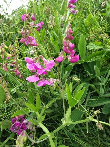 broad-leaved sweet pea