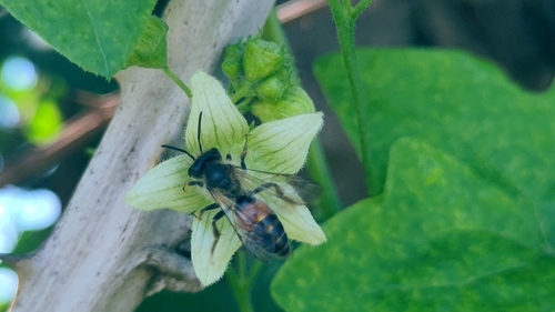 Bryony Mining Bee