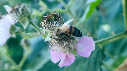 Western Honey Bee