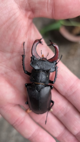 European Stag Beetle